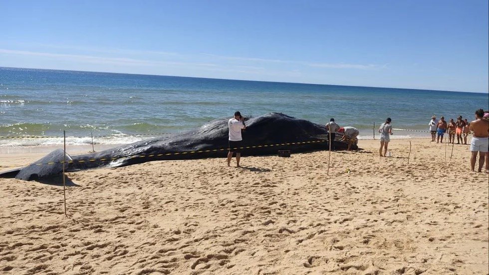 Cachalote de 14 toneladas arrojou na Ilha da Armona em Olhão | Algarve