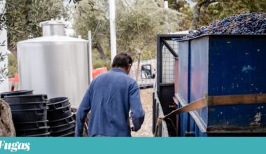 GNR na estrada para travar mistura de granel espanhol nos vinhos portugueses | Vindimas