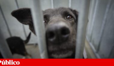 Animais de companhia: apoios para famílias mais pobres e instalações em lares | Animais