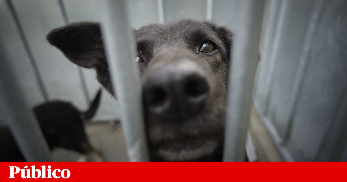 Animais de companhia: apoios para famílias mais pobres e instalações em lares | Animais