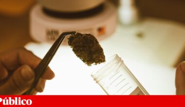 Extracto de cannabis não adictivo pode ajudar a reduzir dor lombar crónica | Investigação científica