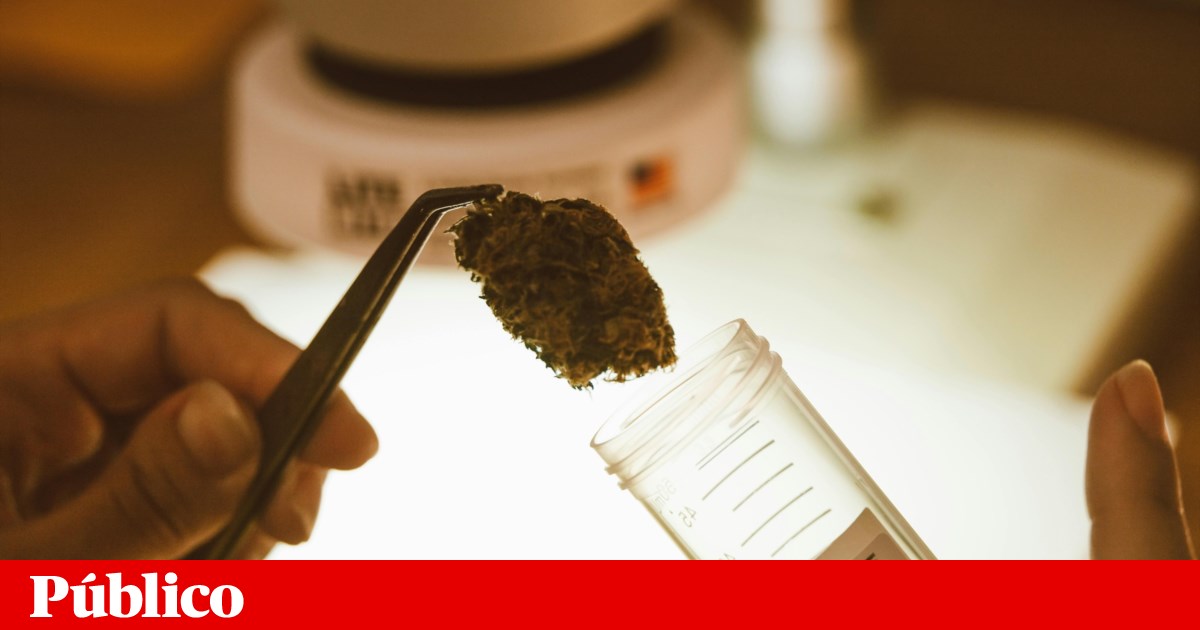 Extracto de cannabis não adictivo pode ajudar a reduzir dor lombar crónica | Investigação científica