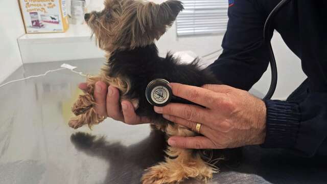 Tosse noturna em cachorro pode ser sinal de doença cardíaca; saiba identificar