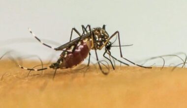 Infecções por Aedes aegypti elevam risco de complicações no parto - Geral