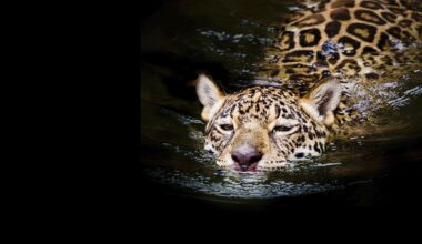 Jaguar fez uma travessia de 1300 metros a nadar. É recorde, e ninguém sabe porque o fez