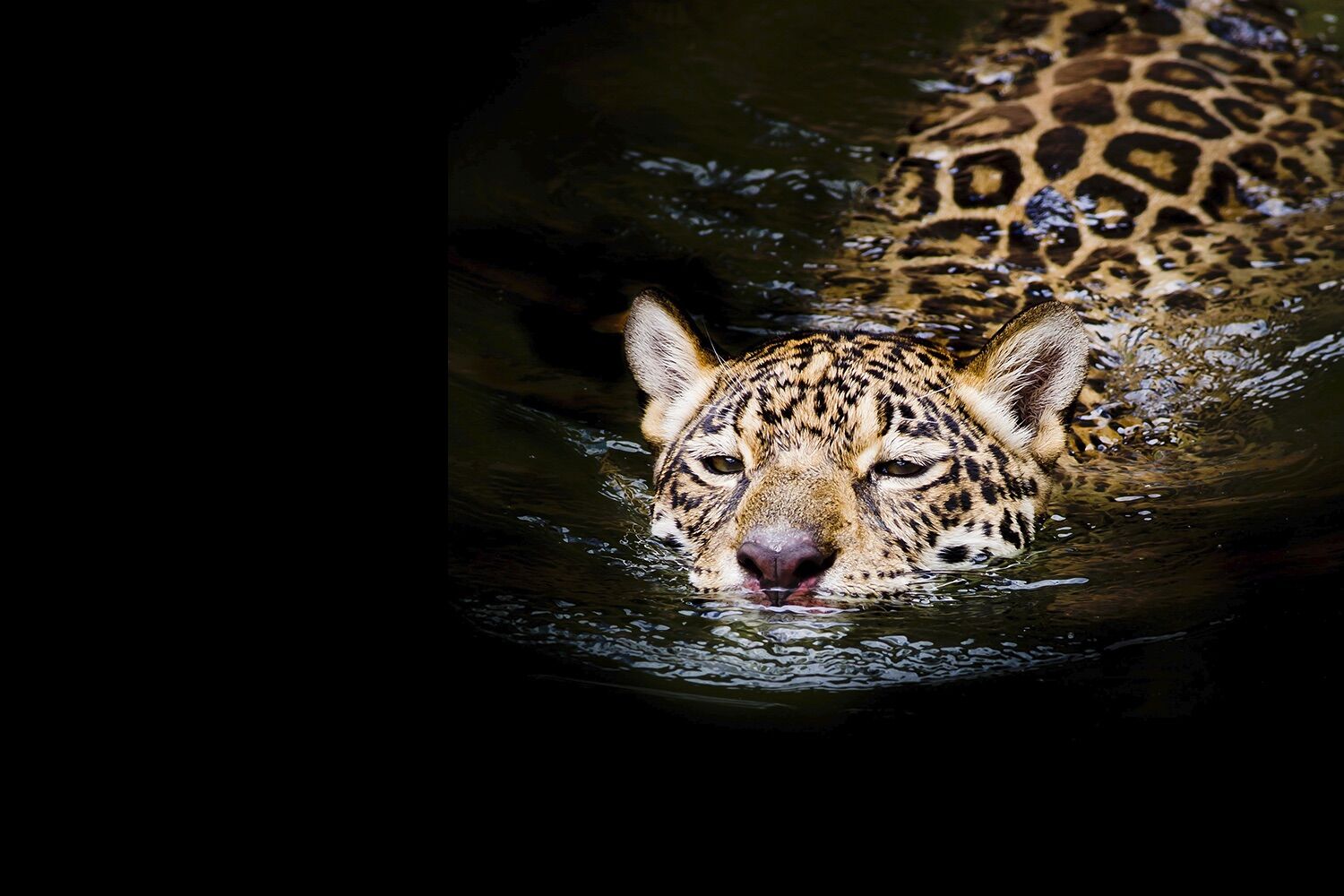 Jaguar fez uma travessia de 1300 metros a nadar. É recorde, e ninguém sabe porque o fez