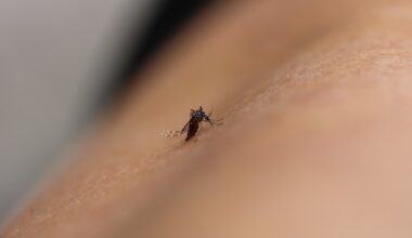 'É um problema em escala mundial', diz infectologista sobre a dengue