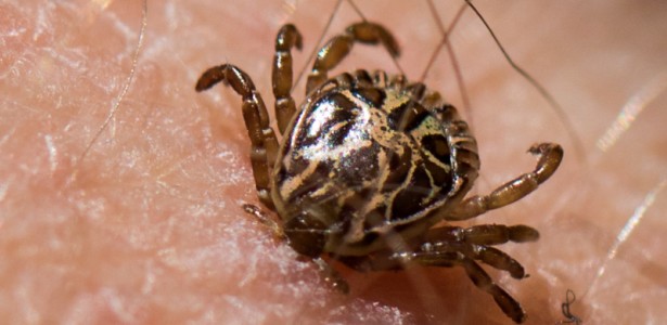 Molécula da saliva do carrapato pode abrir novas frentes contra a febre maculosa