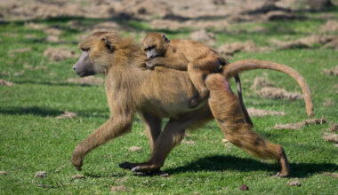 Os babuínos gostam de andar em fila indiana. A explicação é surpreendentemente fofinha