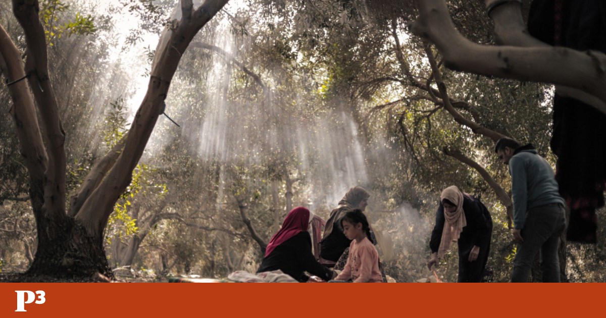 “Minha Querida Gaza”: exposição de fotografia não se cala diante do “genocídio em curso" | Fotogaleria