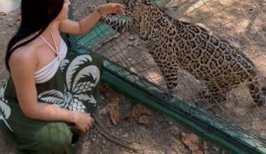 Isabelle Nogueira visita filhote de onça resgatado: 'Madrinha'