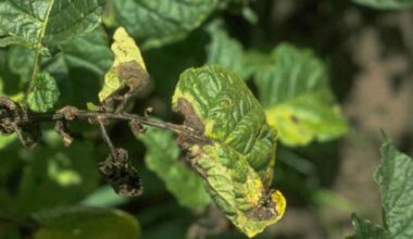 Phytophthora infestans adquire resistência reversível