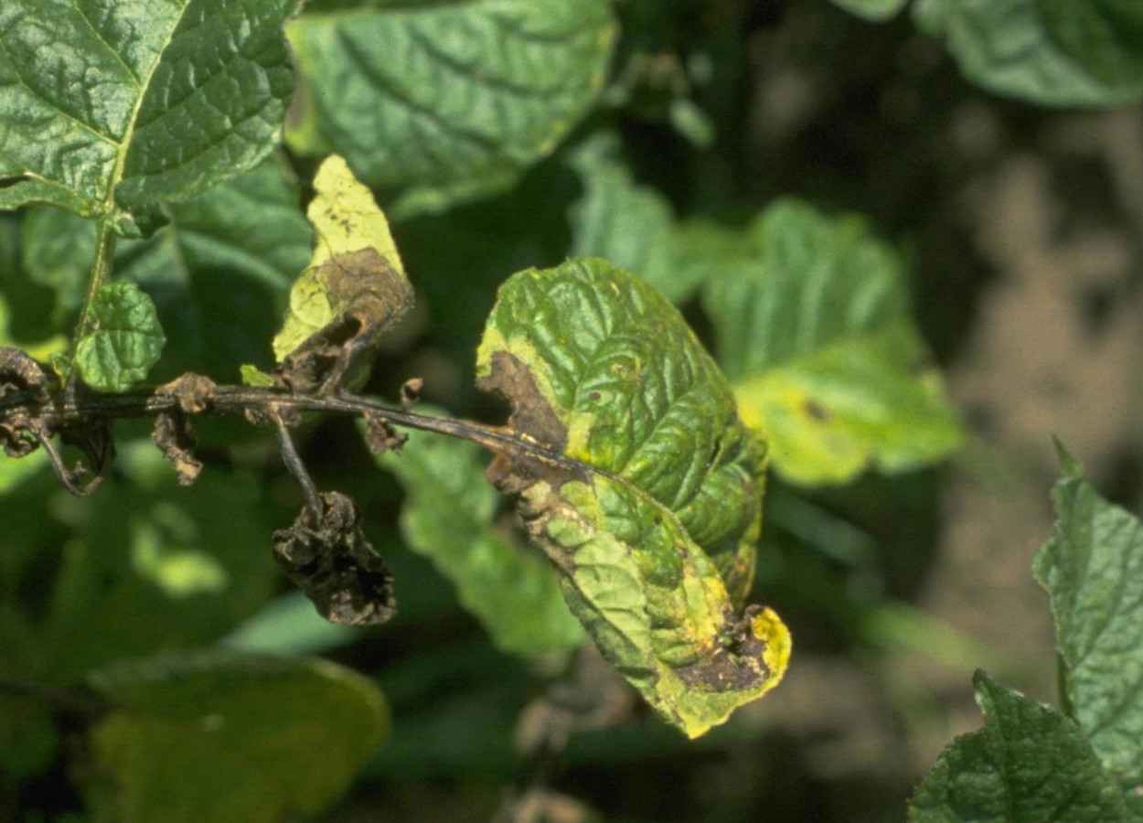 Phytophthora infestans adquire resistência reversível