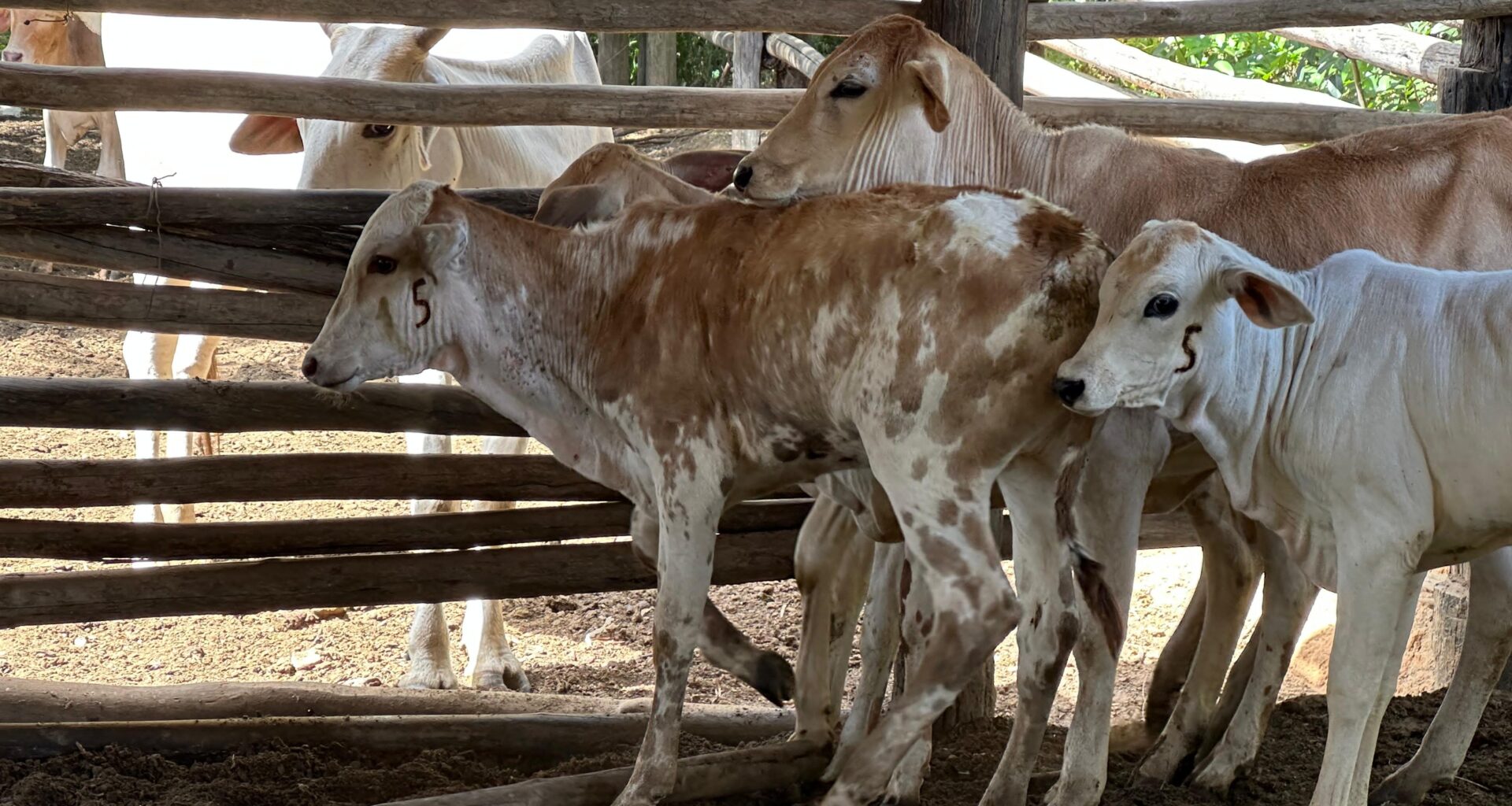 Agência Minas Gerais | Vacinação contra a brucelose em Minas: primeira etapa garantiu mais de 1,3 milhão de bezerras imunizadas