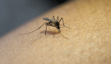 Focos da dengue seguem em 775 em Tubarão