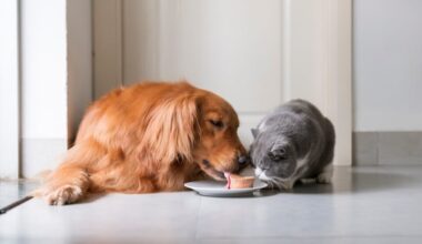 Governo lança maior investimento de sempre no bem‑estar animal. São 14,5 milhões