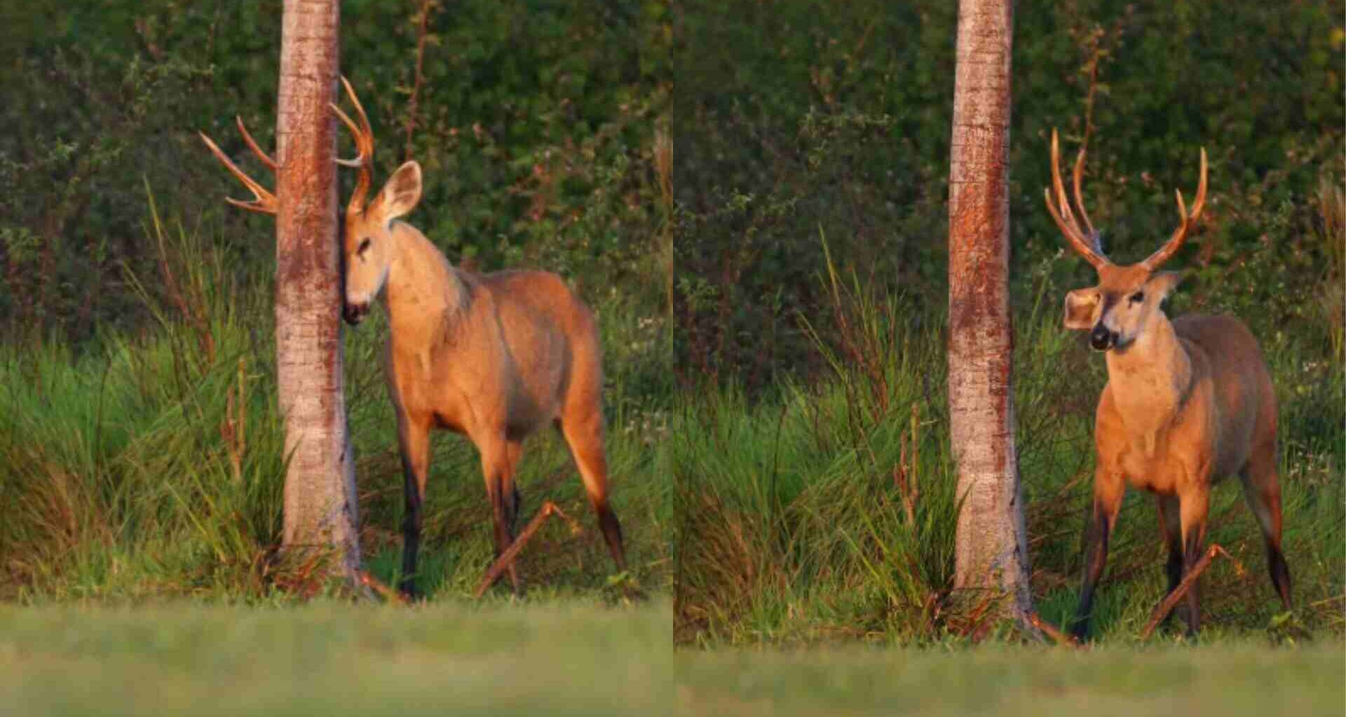 Cervo 'coça' os chifres em palmeira e encanta em registro de fotógrafo no Pantanal