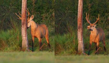 Cervo 'coça' os chifres em palmeira e encanta em registro de fotógrafo no Pantanal