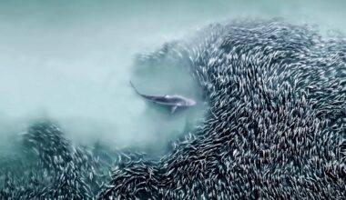 Arrais se aproximando de um cardume de peixe foi imagem vencedora do concurso de fotografia aérea