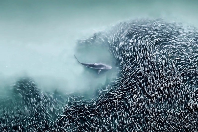 Arrais se aproximando de um cardume de peixe foi imagem vencedora do concurso de fotografia aérea