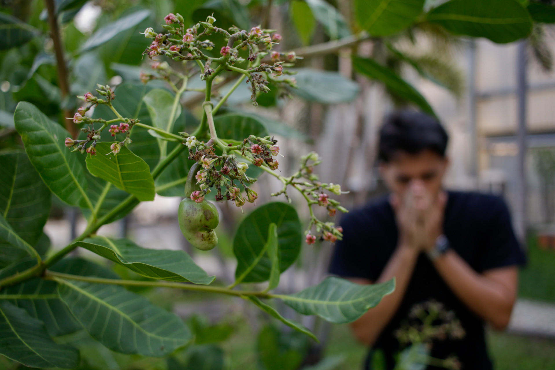 ￼POLÉM do caju aumenta sintomas de alergias (Foto: Samuel Setubal)