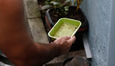 Chikungunya traz preocupações após uma década de presença no Brasil - Rádio Maringá
