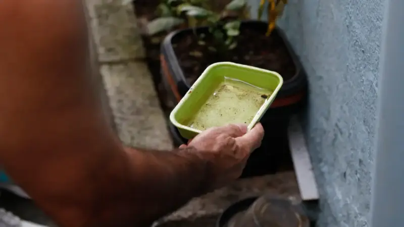Chikungunya traz preocupações após uma década de presença no Brasil - Rádio Maringá