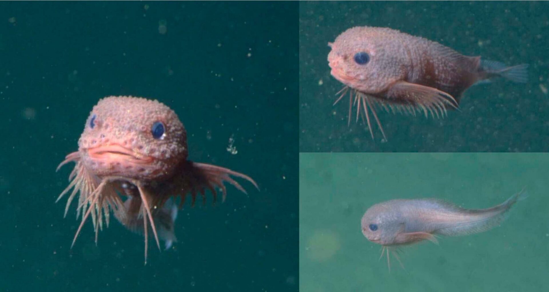 Bumpy: criatura inesperadamente fofa descoberta no oceano