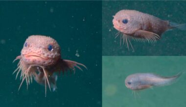 Bumpy: criatura inesperadamente fofa descoberta no oceano