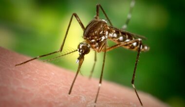 Experimento simula como aquecimento global pode 'turbinar' mosquito Aedes em cidades quentes