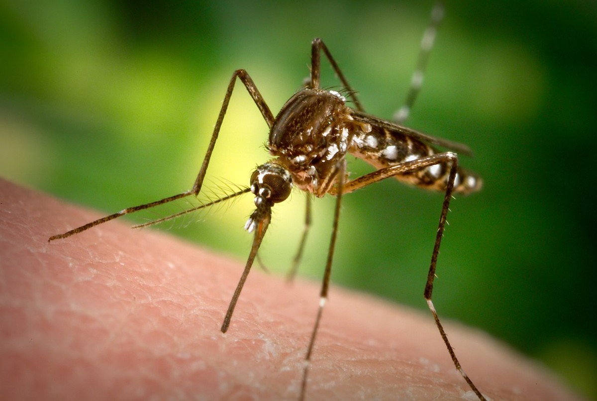 Experimento simula como aquecimento global pode 'turbinar' mosquito Aedes em cidades quentes
