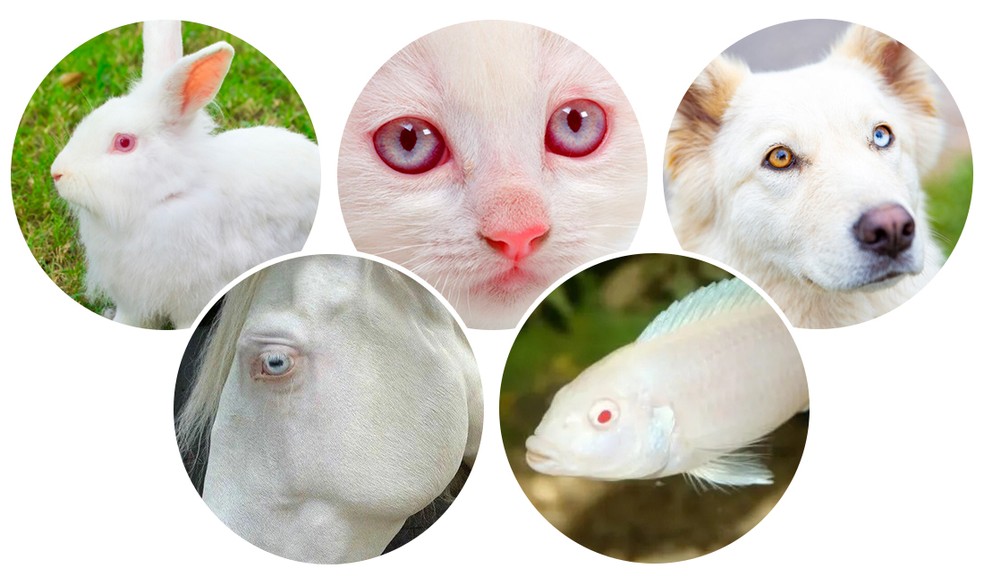 Olhos em animais albinos — Foto: Reprodução