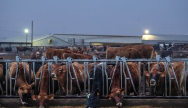'O risco de uma nova pandemia nesse momento vem principalmente das Américas', afirma virologista