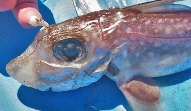 Este peixe tem dentes na testa (não é para comer gelados)