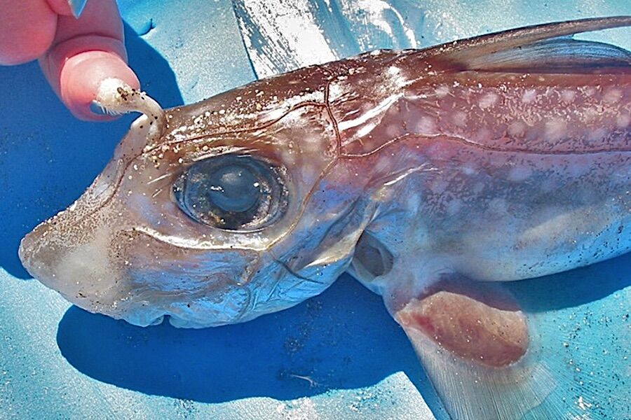 Este peixe tem dentes na testa (não é para comer gelados)