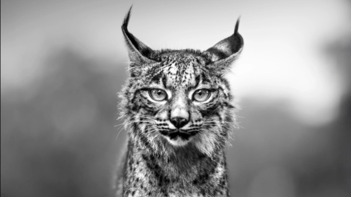 Jornal de Notícias Logo