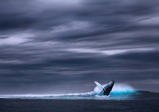 Cientistas da Universidade de Lisboa investigam se o oceano consegue absorver ainda mais CO2 e calor