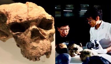 Crânio de mais de 900 mil anos encontrado na China pode mudar teoria da evolução humana; entenda