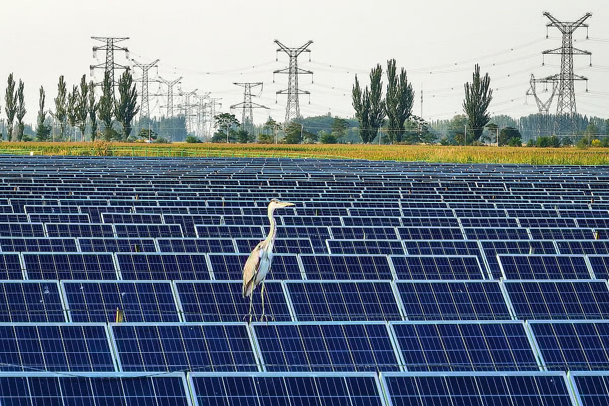 Quem mudou para mercado livre de energia poupou 207 euros em 2024 - Diário de Notícias