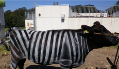 Álcool Facilita Aprendizagem de Línguas e Riscas Protegem Vacas