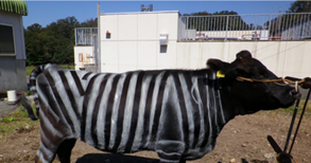 Álcool Facilita Aprendizagem de Línguas e Riscas Protegem Vacas