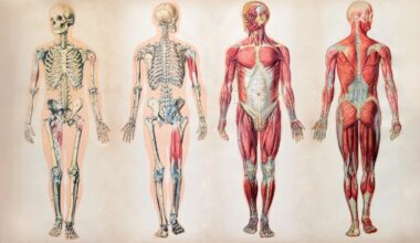 O nosso corpo tem 78 órgãos. Podemos sobreviver sem 10 deles; um é completamente inútil