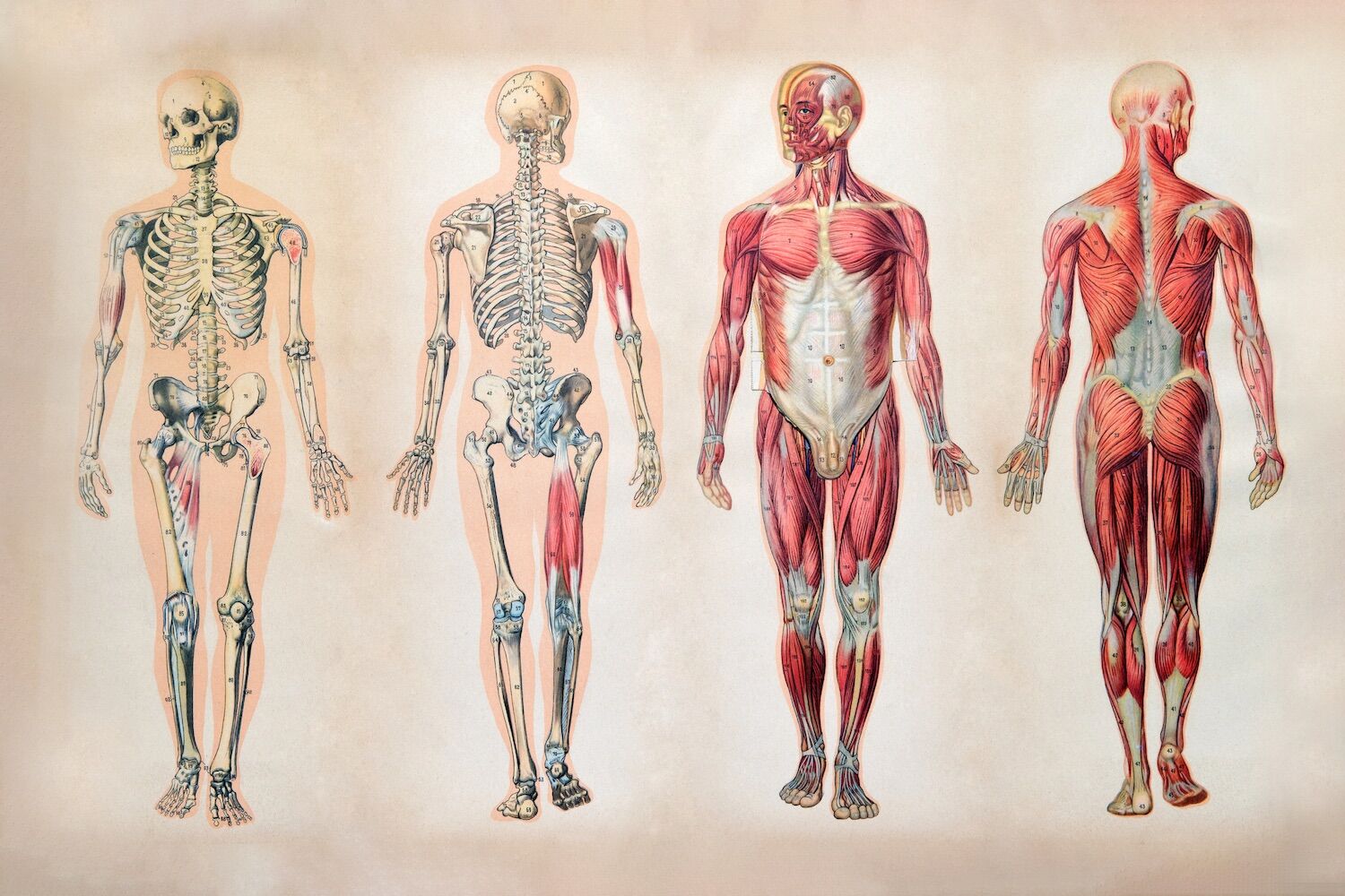 O nosso corpo tem 78 órgãos. Podemos sobreviver sem 10 deles; um é completamente inútil