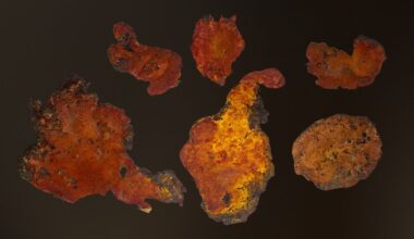 Fungo raro consegue matar células cancerígenas