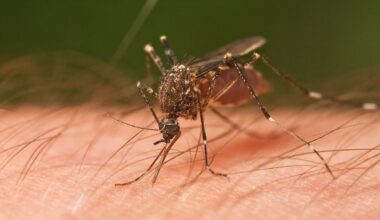 Os alvos preferidos dos mosquitos são adeptos de cerveja que fizeram sexo recentemente