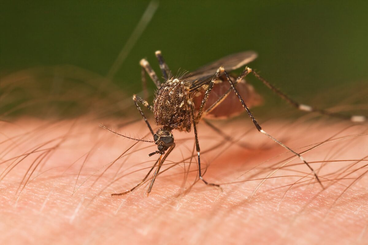 Os alvos preferidos dos mosquitos são adeptos de cerveja que fizeram sexo recentemente