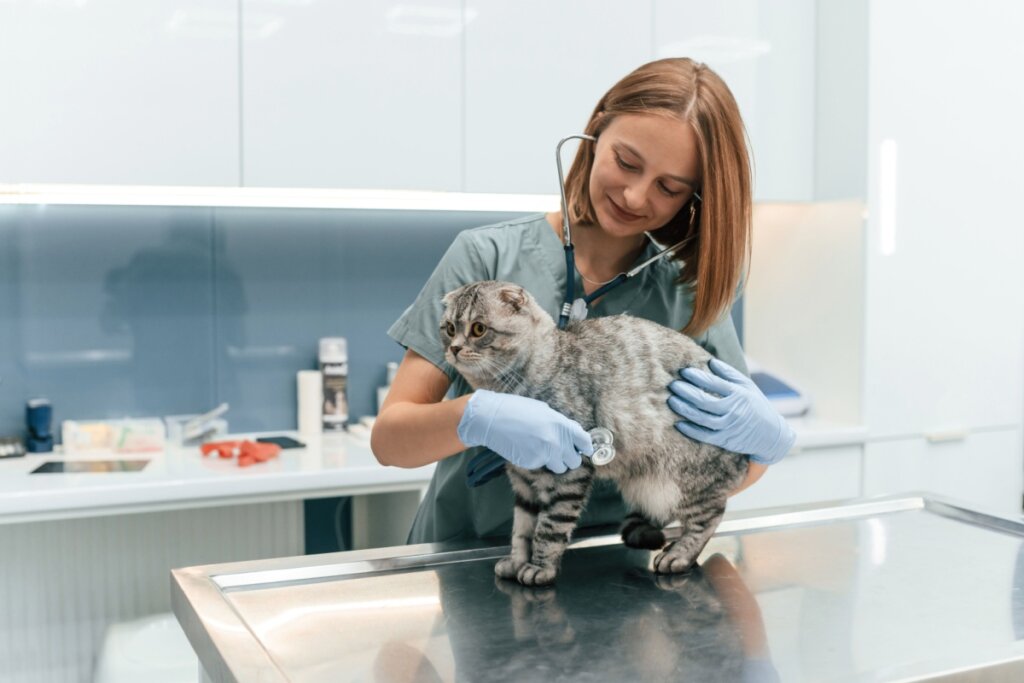 Gato com a pelagem cinza, sendo examinado por veterinária em consultório