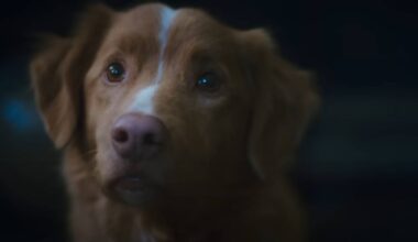 Cachorro está em PERIGO no novo cartaz do terror 'Bom Menino'; Confira!
