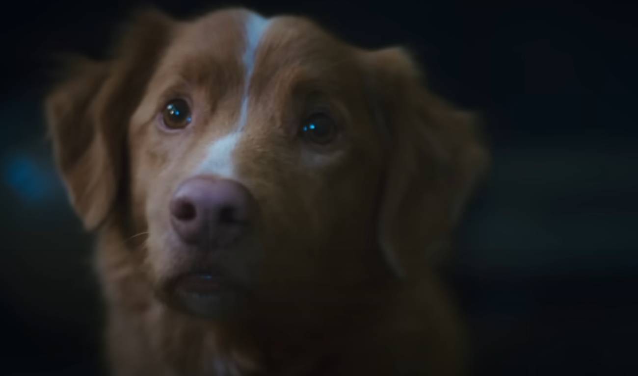Cachorro está em PERIGO no novo cartaz do terror 'Bom Menino'; Confira!