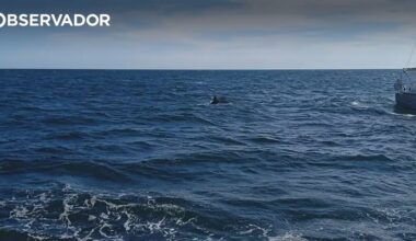 Veleiro atacado por orcas ao largo de Vila do Conde – Observador